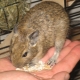 Features of cell selection for degus