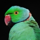 Necklace parrots: species, maintenance and breeding