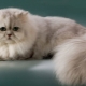 Persian chinchilla: description of the breed and character of cats