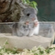 Sand for bathing chinchillas: how to choose and use?