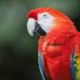 Parrot macaw: species, rules of keeping and breeding