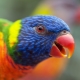 Parrot Lory: Species Species and Content Rules