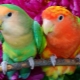 Popular types and features of the content of parrots