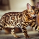 Bengal cats colors