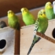 Breeding wavy parrots at home