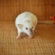 Siamese rat: features and care at home