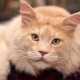 How many years did Maine Coons live and how to prolong their life span?