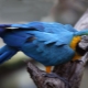 How long does a macaw parrot live and what affects life expectancy?