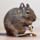 How many degu live and what does it depend on?