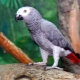 How many live parrots jaco?