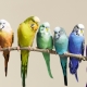 How many parrots live?