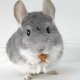 How many chinchillas live?