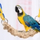 Types and selection of toys for the parrot