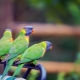 Medium sized parrots and their content