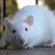 All about white rats