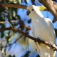 All about cockatoo