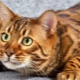 All about marble Bengal cats