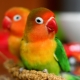 All about parrots lovebirds