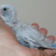 All about budgerigar chicks