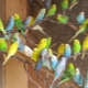 All about breeding parrots