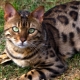 Choosing names for Bengal cats