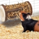 Choosing hay and senic for guinea pigs