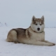 Alaskan Husky: Peculiarities of the Breed and Cultivation