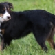 English Shepherd: breed characteristics and breeding