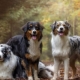 Australian Shepherd: breed description, colors, character and content