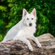 White German Shepherd: features and content