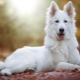 White Swiss Shepherd: breed description and breeding