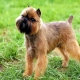 Belgian Griffon: description of dogs and their contents