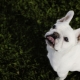 White french bulldogs