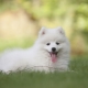 White Spitz: characterization, selection and care