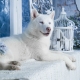 White Husky: color features and rules of care