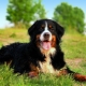 Bern Sheepdog: breed description and breeding