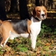 Beagle: description of the breed and features of care