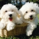 Bichon Frize: breed description, character, selection and care