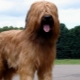 Briard: breed description and content