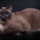 Burmese cats: breed description, variety of colors and rules of keeping