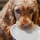 How to feed a cocker spaniel?