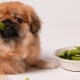 What to feed the Pekingese?