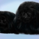 Black Pekingese: color and care