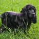 Black Spaniels: description, care and a list of nicknames