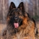 Longhair german shepherds