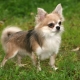 Long-haired Chihuahua: color options, character, rules of care