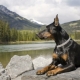 Doberman: characteristics of the breed and the fineness of the content