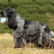 Training Russian hunting spaniel