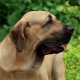 Fila Brasileiro: breed description and cultivation