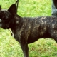 French bulldog brindle color: how it looks and how to care for it?